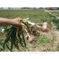 Fresh New Crop Normal White Garlic5.5-6.0